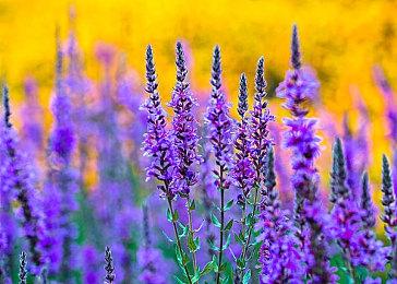 Steam Deck开发者回应研发独立头戴VR设备的可能性